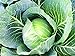photo 25+ Count Late Flat Dutch Cabbage Seed, Heirloom, Non GMO Seed Tasty Healthy Veggie 2024-2023