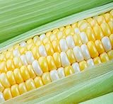 photo: You can buy Peaches and Cream Sweet Corn Seeds 100 Seeds online, best price $8.98 new 2024-2023 bestseller, review