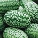 photo Cucamelon Seeds 35 Seed Pack Mexican Sour Gherkin, Mouse Melon 35 Seeds 2024-2023
