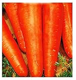 foto: comprar Semillas de zanahoria san valerio - verduras - daucus carota - aprox. 4500 semillas - las mejores semillas de plantas - flores - frutas raras - zanahorias - idea de regalo - on-line, mejor precio 8,18 € nuevo 2024-2023 éxito de ventas, revisión
