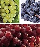 photo: You can buy zcbang Rare Plant Fruit Seed 30 Pcs Grape Seeds - Beauteous Sweet Green Grape online, best price $7.99 ($0.27 / Count) new 2024-2023 bestseller, review