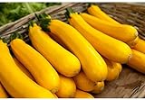 photo: acheter 5 graines semences courgette jaune d'italie courge comestible fruit legume potager en ligne, meilleur prix 4,59 € nouveau 2024-2023 best-seller, examen