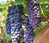 photo: You can buy 30+ Thompson Grape Seeds Vine Plant Sweet Excellent Flavored Green Grape online, best price $7.99 new 2024-2023 bestseller, review