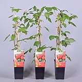 foto: jetzt Himbeere Rubus idaeus 'Malling Promise' Beerenobst Gartenpflanze als Busch 40-60cm Online, bester Preis 6,50 € neu 2024-2023 Bestseller, Rezension