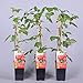 foto Himbeere Rubus idaeus 'Malling Promise' Beerenobst Gartenpflanze als Busch 40-60cm 2024-2023