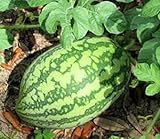 photo: You can buy 25 Florida Giant Watermelon Seeds | Non-GMO | Heirloom | Fresh Garden Seeds online, best price $6.95 new 2024-2023 bestseller, review
