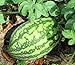photo 25 Florida Giant Watermelon Seeds | Non-GMO | Heirloom | Fresh Garden Seeds 2022-2021