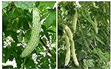 photo: You can buy 20+ Balsam Pear Bitter Gourd Seed Melon Momordica charantia Vegetable Plant Garden online, best price $9.00 new 2024-2023 bestseller, review