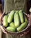 photo Burpee Pick-A-Bushel Pickling Cucumber Seeds 30 seeds 2022-2021