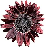 photo: You can buy UtopiaSeeds Chocolate Cherry Sunflower Seeds - Beautiful Deep Red Sunflower online, best price $9.99 ($49.95 / Ounce) new 2024-2023 bestseller, review