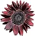 photo UtopiaSeeds Chocolate Cherry Sunflower Seeds - Beautiful Deep Red Sunflower 2022-2021