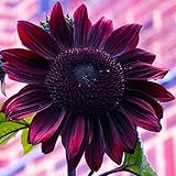 photo: You can buy 50 Cherry Chocolate Sunflower Seeds to Plant | Heirloom & Non-GMO | Sunflower Seeds for Planting in Your Home Garden (1 Pack) online, best price $6.95 new 2024-2023 bestseller, review