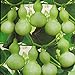 foto Semillas de calabaza de botella gigante 5+ Lagenaria Siceraria, Dipper Gourd, Aka Calabash Seeds Vegetables Vine for Bonsai Garden Outdoor Yard Planting 2024-2023
