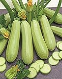 photo: You can buy Seeds Zucchini Courgette Squash Bush Type 36 Days Heirloom Vegetable for Planting Non GMO online, best price $6.99 new 2024-2023 bestseller, review