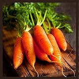 photo: You can buy Little Finger Carrot Seeds | Heirloom & Non-GMO Carrot Seeds | Vegetable Seeds for Planting Outdoor Home Gardens | Planting Instructions Included online, best price $6.95 new 2024-2023 bestseller, review