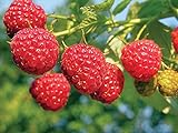 photo: You can buy 2 Joan J Raspberry Plants Everbearing online, best price $27.95 new 2024-2023 bestseller, review