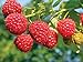 photo 2 Joan J Raspberry Plants Everbearing 2022-2021
