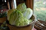 photo: You can buy Chinese Cabbage Seeds |