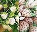 photo 2000+ White Strawberry Seeds for Planting 2023-2022