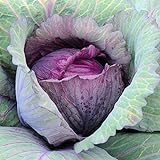 photo: You can buy David's Garden Seeds Cabbage Red Acre 5423 (Purple) 100 Non-GMO, Heirloom Seeds online, best price $4.45 new 2024-2023 bestseller, review
