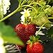 photo 10 Chandler Strawberry Plants - Best southern strawberries, Organic, Junebearing 2024-2023