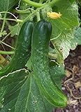 photo: You can buy Japanese Climbing Cucumber Seeds - Tender, Crisp, and Delicious!! High yields!!!(25 - Seeds) online, best price $4.99 new 2024-2023 bestseller, review