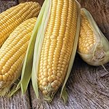 photo: You can buy Honey Select Yellow Sweet Corn Seeds, 50+ Heirloom Seeds Per Packet, (Isla's Garden Seeds), Non GMO Seeds, 90% Germination Rates, Botanical Name: Zea Mays online, best price $6.75 ($0.14 / Count) new 2024-2023 bestseller, review