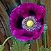 photo Poppy Seeds - Laurens Grape - Packet, Purple, Flower Seeds, Open Pollinated, Attracts Pollinators, Dry Area Tolerant, Container Garden, Easy to Grow Maintain 2024-2023