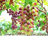photo: You can buy 30PCS Rare Finger Grape Seeds Advanced Fruit Seed Natural Growth Grape Delicious online, best price $7.99 ($0.27 / Count) new 2024-2023 bestseller, review