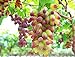 photo 30PCS Rare Finger Grape Seeds Advanced Fruit Seed Natural Growth Grape Delicious 2022-2021