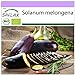 photo SAFLAX - BIO - Aubergine - Longue violette - 20 graines - Solanum melongena 2024-2023