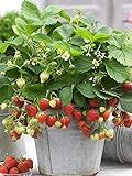 photo: You can buy 200+ Wild Strawberry Strawberries Seeds - Fragaria Vesca - Edible Garden Fruit Heirloom Non-GMO - Made in USA, Ships from Iowa. online, best price $7.96 ($0.08 / Count) new 2024-2023 bestseller, review