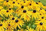 photo: You can buy Sweet Yards Seed Co. Black Eyed Susan Seeds – Extra Large Packet – Over 100,000 Open Pollinated Non-GMO Wildflower Seeds – Rudbeckia hirta online, best price $7.97 new 2024-2023 bestseller, review