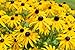 photo Sweet Yards Seed Co. Black Eyed Susan Seeds – Extra Large Packet – Over 100,000 Open Pollinated Non-GMO Wildflower Seeds – Rudbeckia hirta 2024-2023