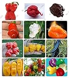 foto: comprar 24 tipos de frutas 200 semillas de pimiento chile, semillas de hortalizas gigantes + pimiento + Carolina del Reaper