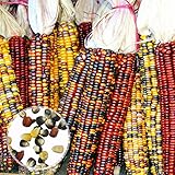 foto: jetzt Benoon Mais-Samen, 1 Beutel Maisohren, nicht-GVO, bunt, Glas, Maissamen für Botaniker, gemischte Farben, Maissamen Online, bester Preis 11,07 € neu 2024-2023 Bestseller, Rezension