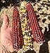 photo 20 Graines de rare Maïs: Multicolor Fiesta et Rouge Strawberry 2024-2023