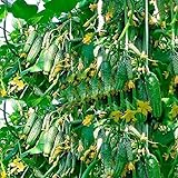 photo: You can buy CEMEHA SEEDS Cucumber Titus F1 Vine Open-pollinated Non-GMO Vegetable Heirloom for Planting online, best price $6.95 new 2024-2023 bestseller, review