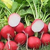 photo: You can buy Park Seed Roxanne Hybrid Radish Seeds, Award-Winning, Pack of 200 Seeds online, best price $7.95 ($0.04 / Count) new 2024-2023 bestseller, review