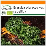 foto: comprar SAFLAX - Ecológico - Col rizada - Invierno Westland - 70 semillas - Brassica oleracea on-line, mejor precio 3,95 € nuevo 2024-2023 éxito de ventas, revisión