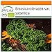 foto SAFLAX - Ecológico - Col rizada - Invierno Westland - 70 semillas - Brassica oleracea 2024-2023