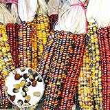 photo: acheter Graines de plantes de fleurs 1 sac Oreille de maïs Non-OGM Fresh Colorful Glass Gem Corn Seed for Botanist - Mixed Color Corn Seeds en ligne, meilleur prix 0,01 € nouveau 2024-2023 best-seller, examen