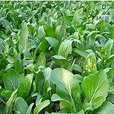 photo: You can buy 1000Pcs Choy Sum Yu Choy Chinese Flowering Cabbage Seeds online, best price $7.99 new 2024-2023 bestseller, review