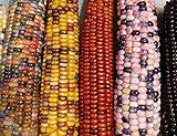 photo: You can buy Mountain Indian Corn Seeds for Planting Outdoors, 100+ Rainbow Corn Seeds ( Mixed Painted Mountain Indian Corn ), Rainbow Corn Seeds, Ornamental Corn online, best price $10.96 ($0.11 / Count) new 2024-2023 bestseller, review