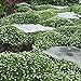 photo Outsidepride Irish Moss Ground Cover Plant Seed - 10000 Seeds 2024-2023
