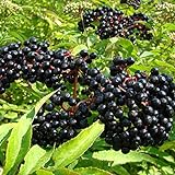 photo: You can buy American Elderberry Seeds - 50 Seeds to Plant - Sambucus - Non-GMO Seeds, Grown and Shipped from Iowa. Made in USA online, best price $7.68 ($0.15 / Count) new 2024-2023 bestseller, review