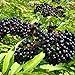 photo American Elderberry Seeds - 50 Seeds to Plant - Sambucus - Non-GMO Seeds, Grown and Shipped from Iowa. Made in USA 2024-2023