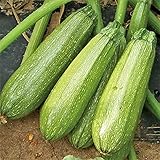 photo: You can buy Grey Zucchini Squash Seeds | Mexican Gray Calabacita Summer Courgette Kousa / 20 Seeds by OrginBud online, best price $10.20 new 2024-2023 bestseller, review