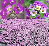 photo: You can buy BIG PACK - (60,000+) Alyssum Royal Carpet Seeds - Fragrant Lobularia maritima - Attracts Honey Bees, Butterfly - Ground Cover for Zones 3+ Flower Seeds By MySeeds.Co (Big Pack - Alyssum Royal Carpet) online, best price $13.95 ($0.00 / Count) new 2024-2023 bestseller, review