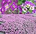 photo BIG PACK - (60,000+) Alyssum Royal Carpet Seeds - Fragrant Lobularia maritima - Attracts Honey Bees, Butterfly - Ground Cover for Zones 3+ Flower Seeds By MySeeds.Co (Big Pack - Alyssum Royal Carpet) 2024-2023